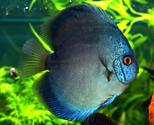 discus cobalt 003
